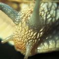 Helix pomatia Portrait escargot gros blanc