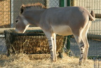 Equus africanus somalicus