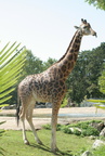 Giraffa camelopardalis 