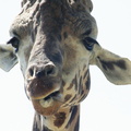 Giraffa camelopardalis 
