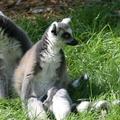 Lemur catta 