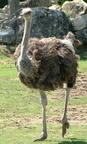 Struthio camelus 