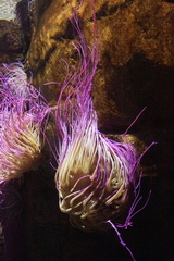 Anemonia sulcata