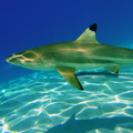 Carcharhinus_melanopterus_Requin_pointes_noires.JPG