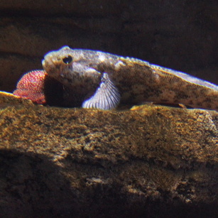 Gobiidae