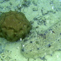 Holothuride Concombre de mer