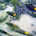 Mulloides vanicolensis Surmulet goatfish Vete