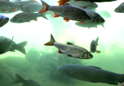 Poissons aquarium