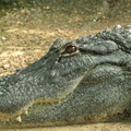Alligator mississippiensis Alligator
