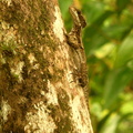 Basiliscus basiliscus 