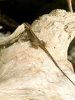 Basiliscus basiliscus 