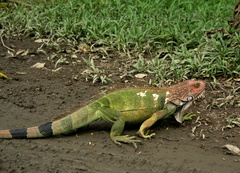 Iguana Iguana 