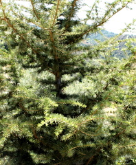 Juniperus communis  genievre ou genevrier commun
