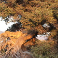 Juniperus oxycedrus Genevrier cade