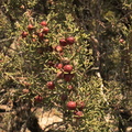Juniperus oxycedrus Genevrier cade 2