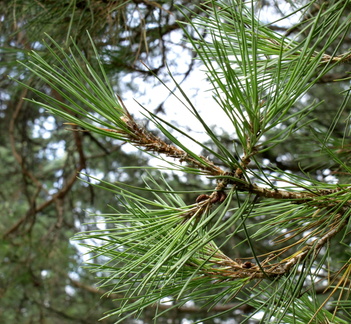 Pinus pinea Pin parasol