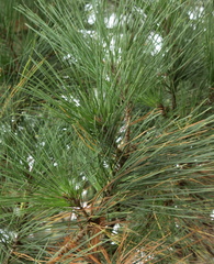Pinus radiata pin du Monterey