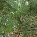 Pinus radiata pin du Monterey