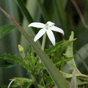 Campanulaceae