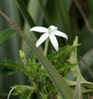 Hippobroma longiflora Grand brule