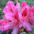 Rhododendron cosmopolitain
