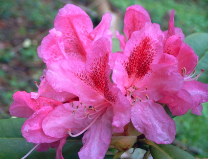 Rhododendron cosmopolitain