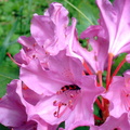 Rhododendron rose 2