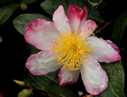 Camellia sasanqua Raibow
