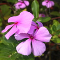 Catharanthus_roseus_Pervenche_de_Madagascar_rose_amere.JPG