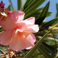 Nerium oleander laurier rose