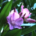 Nerium oleander laurier rose 2