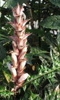 Acanthus montanus