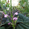 Pseuderanthemum velutinum