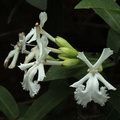 Oxera neriifolia