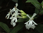 Oxera neriifolia
