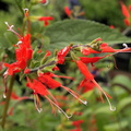 Salvia arenaria