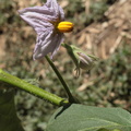 Solanum melongena aubergine fleur