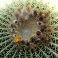 Echinocactus.JPG