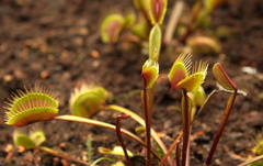 Dionaea muscipula Akai Ryu 