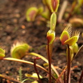 Dionaea muscipula Akai Ryu 