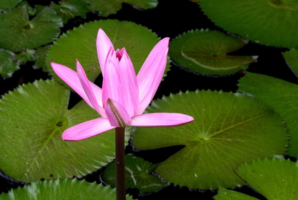 Lotus Nelumbo nucifera