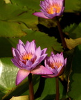 Lotus Nelumbo nucifera 2