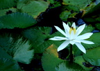 Lotus Nelumbo nucifera blanc