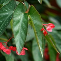 Begonia maculata hybride tamaya
