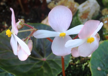 Begonia tayabensis