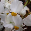 Begonia tayabensis 2