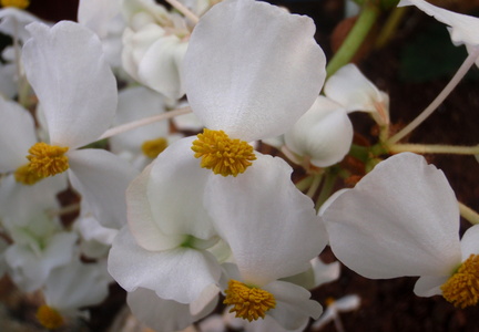 Begonia tayabensis 2