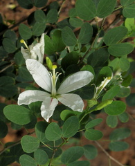 Bauhinia natalensis