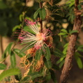 Calliandra brevipes