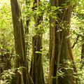 Inocarpus fagifer Chataignier tahitien